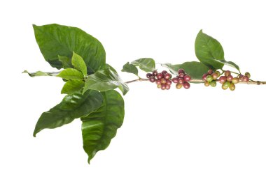 Dal kahve ağacının yaprakları, RIPE ve olgunlaşmamış kahve çekirdekleri izole kırpma yolu beyaz zemin üzerine kırmızı kahve çekirdekleri                               