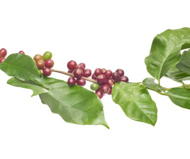 Dal kahve ağacının yaprakları, RIPE ve olgunlaşmamış kahve çekirdekleri izole kırpma yolu beyaz zemin üzerine kırmızı kahve çekirdekleri                               