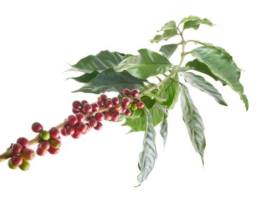 Dal kahve ağacının yaprakları, RIPE ve olgunlaşmamış kahve çekirdekleri izole kırpma yolu beyaz zemin üzerine kırmızı kahve çekirdekleri                               