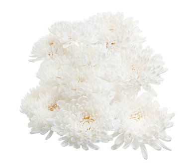 Beyaz Kasımpatı çiçeği, Büyük Kasımpatı çiçeği beyaz arka planda izole edilmiş, kırpma yolu ile                       
