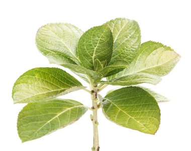 Ortanca yaprakları, ortanca makrofilla, beyaz arka planda izole edilmiş, kırpma yolu ile                                  