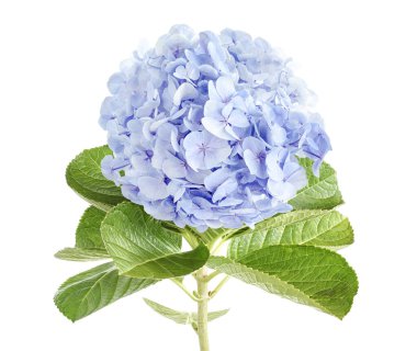 Mavi ortanca çiçeği, ortanca makrofilla, beyaz arka planda izole edilmiş, kırpma yolu ile