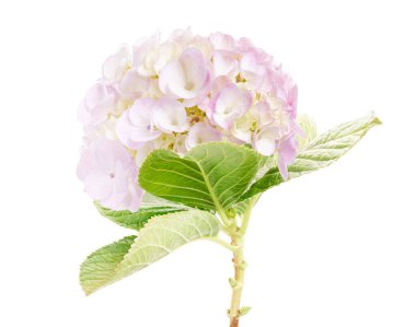 Ortanca çiçeği, ortanca makrofilla, beyaz arka planda izole edilmiş, kırpma yolu ile                                