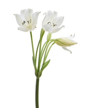 Crinum moorei çiçekleri, Natal Lily, Beyaz Lily beyaz arka planda izole edilmiş.  