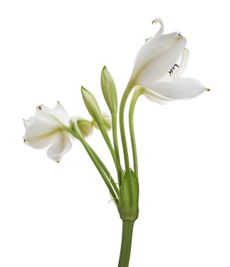 Crinum moorei çiçekleri, Natal Lily, Beyaz Lily beyaz arka planda izole edilmiş.  