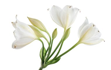 Crinum moorei çiçekleri, Natal Lily, Beyaz Lily beyaz arka planda izole edilmiş.  