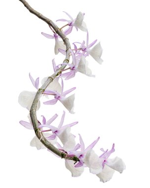 Dendrobium tiroflorum orkidesi, Pinecone benzeri raceme dendrobium, Dendrobium orkidesi beyaz arka planda izole edilmiş, kırpma yolu ile 