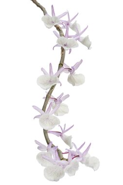 Dendrobium tiroflorum orkidesi, Pinecone benzeri raceme dendrobium, Dendrobium orkidesi beyaz arka planda izole edilmiş, kırpma yolu ile 
