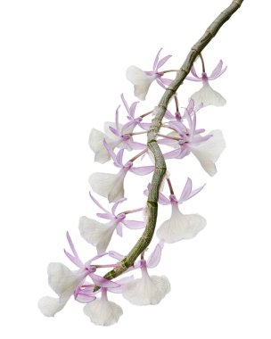 Dendrobium tiroflorum orkidesi, Pinecone benzeri raceme dendrobium, Dendrobium orkidesi beyaz arka planda izole edilmiş, kırpma yolu ile 