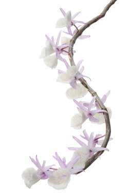 Dendrobium tiroflorum orkidesi, Pinecone benzeri raceme dendrobium, Dendrobium orkidesi beyaz arka planda izole edilmiş, kırpma yolu ile 
