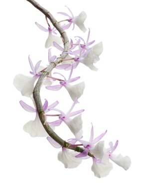 Dendrobium tiroflorum orkidesi, Pinecone benzeri raceme dendrobium, Dendrobium orkidesi beyaz arka planda izole edilmiş, kırpma yolu ile 