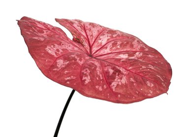 Caladium bicolor yaprağı ya da Yaprak Bitkileri Kraliçesi, beyaz arka planda izole edilmiş iki renkli yaprak, kırpma yolu                             