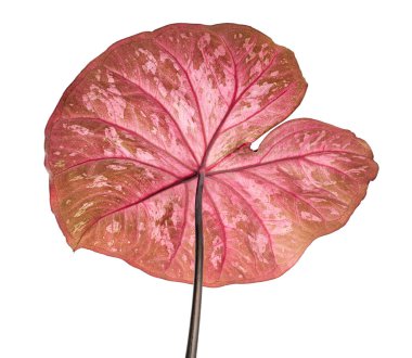 Caladium bicolor yaprağı ya da Yaprak Bitkileri Kraliçesi, beyaz arka planda izole edilmiş iki renkli yaprak, kırpma yolu                             