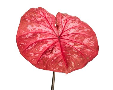 Caladium bicolor yaprağı ya da Yaprak Bitkileri Kraliçesi, beyaz arka planda izole edilmiş iki renkli yaprak, kırpma yolu                             
