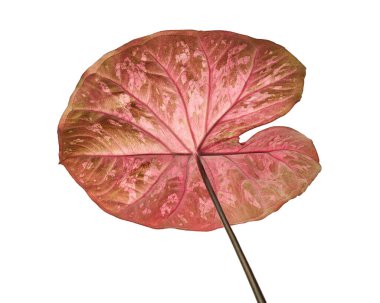Caladium bicolor yaprağı ya da Yaprak Bitkileri Kraliçesi, beyaz arka planda izole edilmiş iki renkli yaprak, kırpma yolu                             