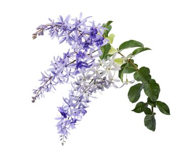 Violet Sandpaper Vine, Petrea Vine beyaz arka planda izole edilmiş, kırpma yolu ile 