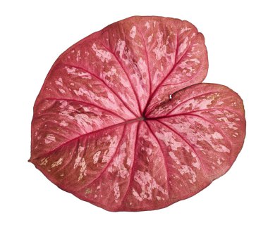 Caladium bicolor yaprağı ya da Yaprak Bitkileri Kraliçesi, beyaz arka planda izole edilmiş iki renkli yaprak, kırpma yolu                             