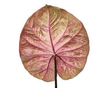 Caladium bicolor yaprağı ya da Yaprak Bitkileri Kraliçesi, beyaz arka planda izole edilmiş iki renkli yaprak, kırpma yolu  