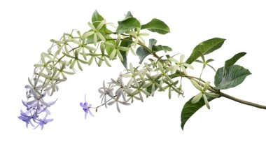 Violet Sandpaper Vine, Petrea Vine beyaz arka planda izole edilmiş, kırpma yolu ile                               