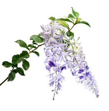 Violet Sandpaper Vine, Petrea Vine beyaz arka planda izole edilmiş, kırpma yolu ile                               