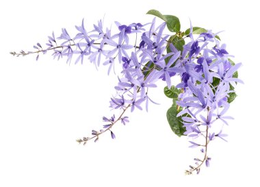 Violet Sandpaper Vine, Petrea Vine beyaz arka planda izole edilmiş, kırpma yolu ile                               