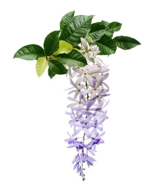 Violet Sandpaper Vine, Petrea Vine beyaz arka planda izole edilmiş, kırpma yolu ile                               
