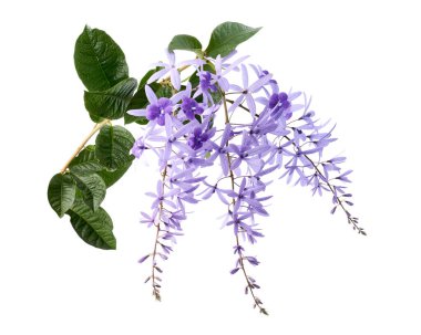 Violet Sandpaper Vine, Petrea Vine beyaz arka planda izole edilmiş, kırpma yolu ile                               
