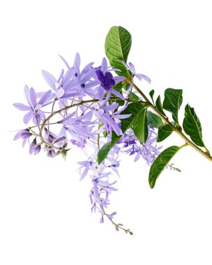 Violet Sandpaper Vine, Petrea Vine beyaz arka planda izole edilmiş, kırpma yolu ile                               