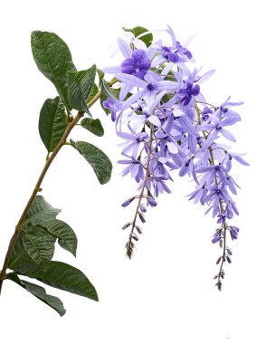 Violet Sandpaper Vine, Petrea Vine beyaz arka planda izole edilmiş, kırpma yolu ile                               