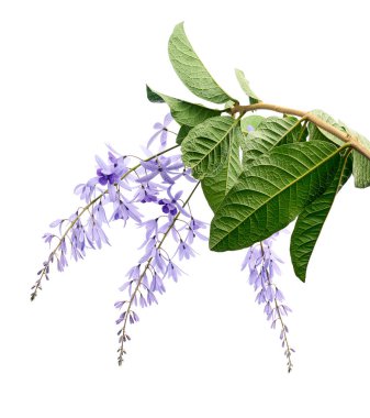 Violet Sandpaper Vine, Petrea Vine beyaz arka planda izole edilmiş, kırpma yolu ile                               