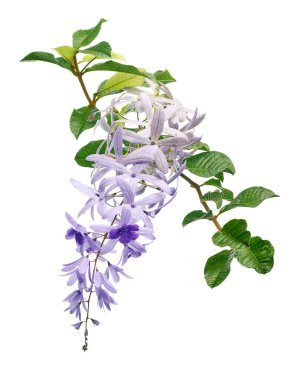 Violet Sandpaper Vine, Petrea Vine beyaz arka planda izole edilmiş, kırpma yolu ile                               