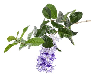 Violet Sandpaper Vine, Petrea Vine beyaz arka planda izole edilmiş, kırpma yolu ile                               