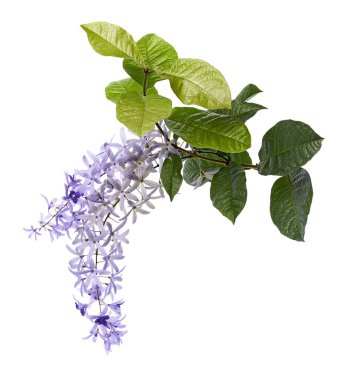 Violet Sandpaper Vine, Petrea Vine beyaz arka planda izole edilmiş, kırpma yolu ile                               
