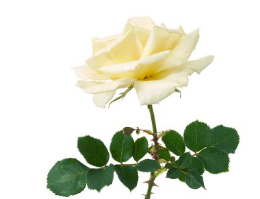 Sarı yapraklı gül çiçekleri, beyaz arka planda soyutlanmış bahçe gülü, kırpma yolu ile 