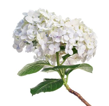 Ortanca çiçeği, ortanca makrofilla, beyaz arka planda izole edilmiş, kırpma yolu ile                          