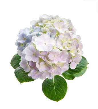 Ortanca çiçeği, ortanca makrofilla, beyaz arka planda izole edilmiş, kırpma yolu ile                          