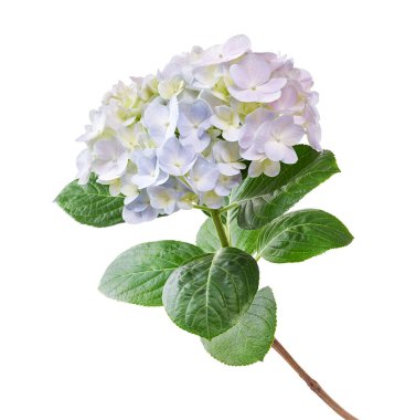 Ortanca çiçeği, ortanca makrofilla, beyaz arka planda izole edilmiş, kırpma yolu ile                          