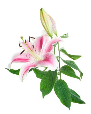 Japon zambağı, Pembe zambak çiçekleri, Lilium Specosum beyaz arka planda izole edilmiş, kırpma yolu ile                       