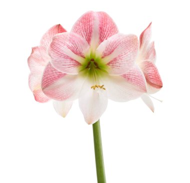 Hippeastrum veya Amaryllis çiçekleri, Pembe amaryllis çiçekler beyaz arka plan izole, kırpma yolu ile                           