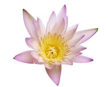 Pembe nilüferler, çiçek açan nilüferler beyaz arka planda izole edilmiş, kırpma yolu ile                            