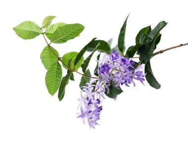 Violet Sandpaper Vine, Petrea Vine beyaz arka planda izole edilmiş, kırpma yolu ile   