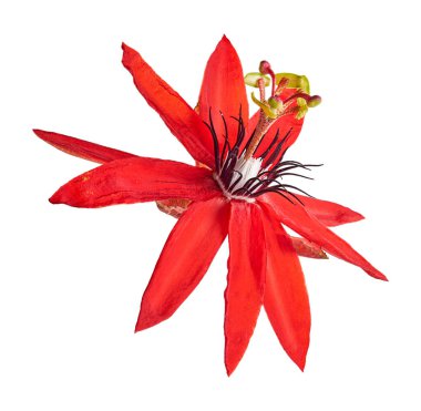 Passiflora coccinea, kırmızı tutku çiçeği beyaz arka planda kırpma yolu ile izole edilmiş                      