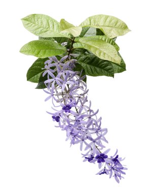Violet Sandpaper Vine, Petrea Vine beyaz arka planda izole edilmiş, kırpma yolu ile   