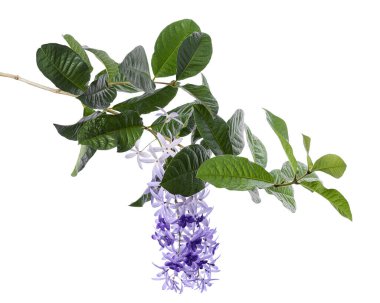 Violet Sandpaper Vine, Petrea Vine beyaz arka planda izole edilmiş, kırpma yolu ile   
