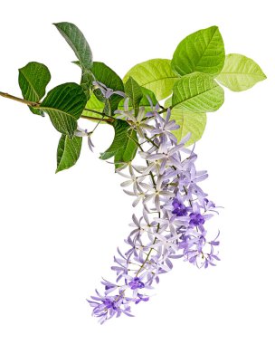 Violet Sandpaper Vine, Petrea Vine beyaz arka planda izole edilmiş, kırpma yolu ile   