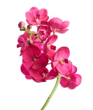 Vanda Orkideleri, Pembe Orkideler beyaz arkaplanda izole edilmiş, kırpma yolu ile                        
