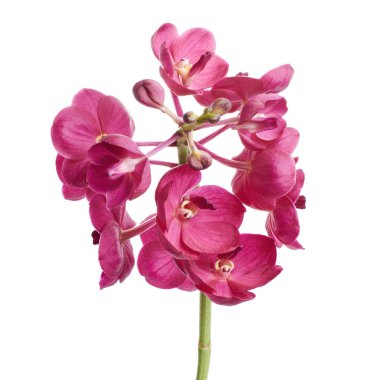 Vanda Orkideleri, Pembe Orkideler beyaz arkaplanda izole edilmiş, kırpma yolu ile                        