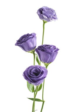 Pembe Lisianthus çiçekleri, Teksas çan çiçekleri, Çayır çiçekleri, beyaz arka planda izole edilmiş, kırpma yolu ile  