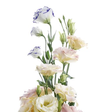 Pembe Lisianthus çiçekleri, Teksas çan çiçekleri, Çayır çiçekleri, beyaz arka planda izole edilmiş, kırpma yolu ile  