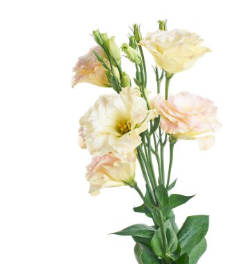 Pembe Lisianthus çiçekleri, Teksas çan çiçekleri, Çayır çiçekleri, beyaz arka planda izole edilmiş, kırpma yolu ile  